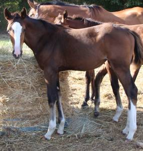 Pouliche sf ulmar mail x fringant de lafage x drakkar 