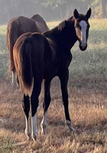 Pouliche sf ulmar mail x fringant de lafage x drakkar 