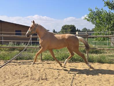 Potro cde palomino