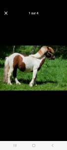 Gelding Shetland Pony For sale 2021 Coloured