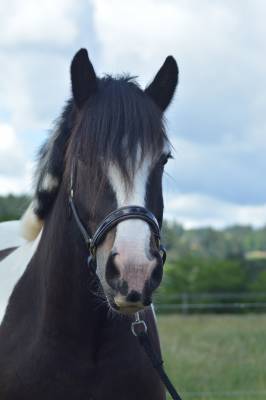 Hongre irish cob 5 ans