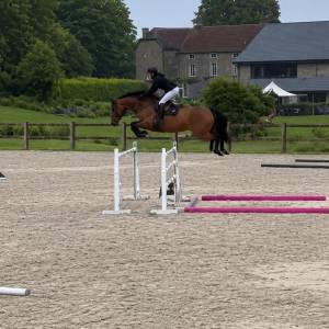 Hongre de 9 ans par candy de nantuel
