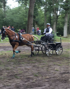 Cavalla welsh poney (sezione d), welsh cob  in vendita 2011 crine lavato ,  costa detorri