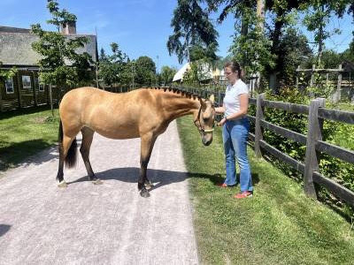 Potranca welsh part bred en venta 2024 isabelo por gwrthafan black admiral