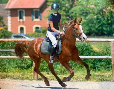Cavalla pfs pony francese da sella in vendita 2018 sauro ,  tijuana kersidal