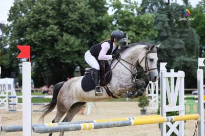 Mare origin recorded for sale 2019 grey