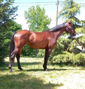 CAVALLA SPORTIVA BELGA DI 6 ANNI