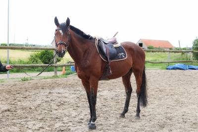 Taz - 5ans - 1m68