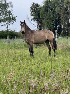 Poulain 1 an 