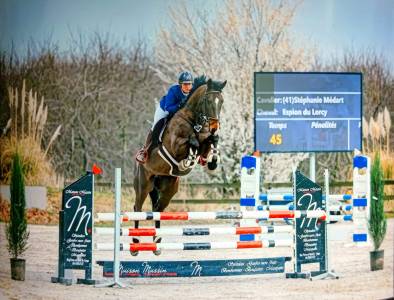 Super hongre amateur idéal cce