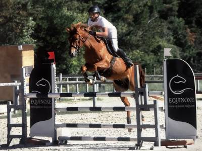 Ruin Franse rijpony PFS Te koop 2019 Vos