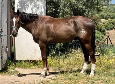 Castrado 6a 168cm