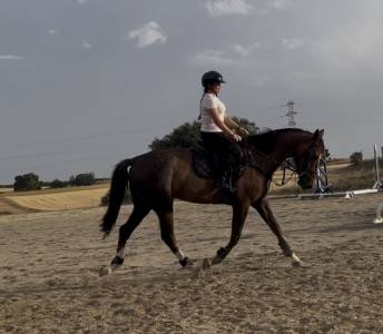 Castrado 6a 168cm