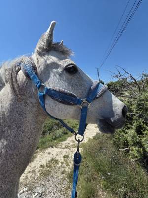 Gelding Other Pony Breed Free 2013 Grey