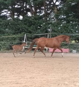 Mare french saddle pony for sale 2017 chesnut