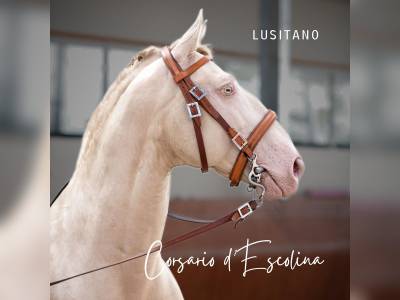 Ruin Lusitano Te koop 2012 Cr&egrave;me ,  SULTAO