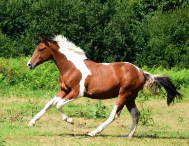 Cavalier Palefrenier Soigneur