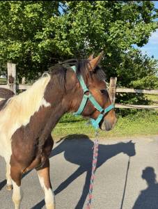 Ruin Welsh Partbred Te koop 2024 Bont