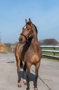 Jeune cheval de 4 ans