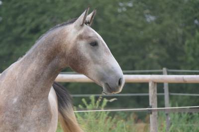 Hengst New Forest Te koop 2025 Schimmel ,  KOMILFO LOVE DE CE