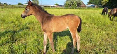 Pouliche dressage 