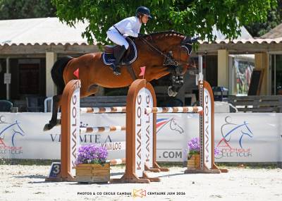 Gelding selle français for sale 2020 bay