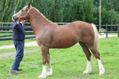 Mare Welsh Pony (Section D), Welsh Cob For sale 2021 Chesnut