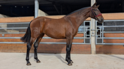 Cavalla pre andaluso in vendita 2023 baio ,  naviero sg