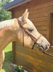 Ruin Franse rijpony PFS Te koop 2020 Palomino ,  DANSEUR DU SUD