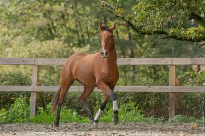 Gelding Lusitano For sale 2019 Bay