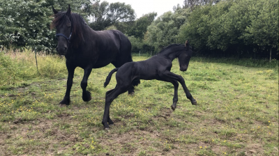 Filly friesian for sale 2026 black