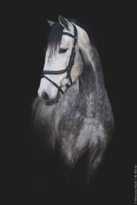 Gelding lusitano for sale 2021 grey
