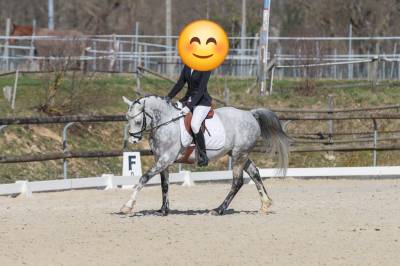 Gelding french saddle pony for sale 2018 grey