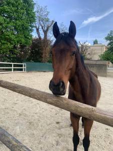 Impact dream hongre pur-sang 5 ans
