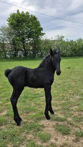 Poulain frison 