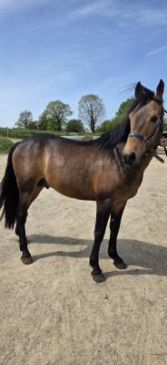 Stallone new forest in vendita 2021 isabella , silverlea simply red