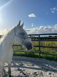 Très chouette cheval de loisirs