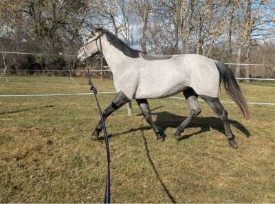 Mare French Saddle Pony For sale 2022 Grey