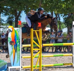 Gelding British Riding Pony For sale 2010 Bay