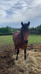 Gelding Landais For sale 2017 Bay