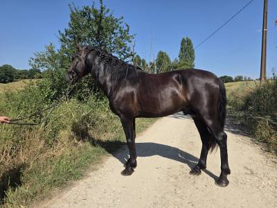 Hengst pre puur ras spaans te koop 2019 zwart