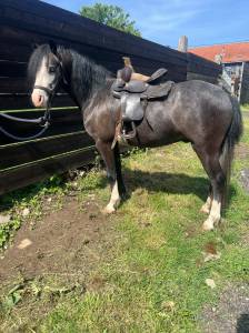Poney c - welsh 