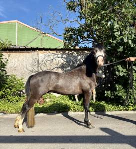 Poney B - Welsh 