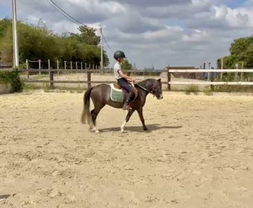 Poney b - welsh 