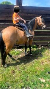 Poney c - welsh 