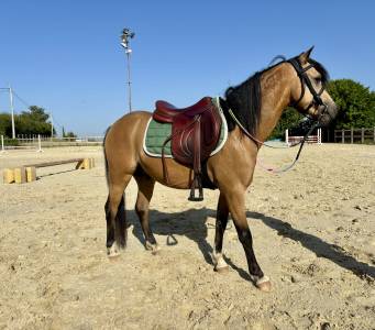Poney b - welsh 