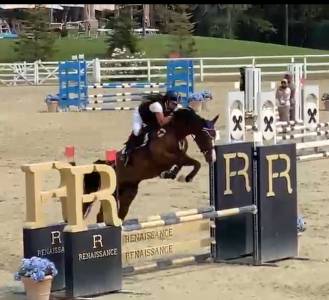 Cavalla kwpn 5 yr