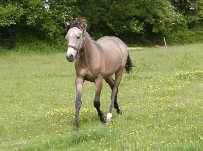 Gelding French Saddle Pony For sale 2025 Buckskin