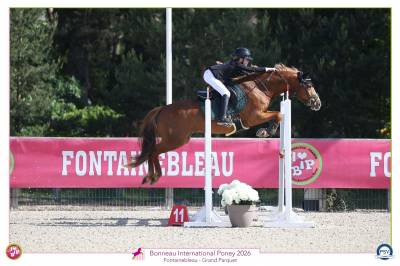 Merrie Franse rijpony PFS Te koop 2017 Vos