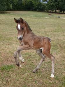 Peanuts de puisaye -mâle welsh cob 1 an